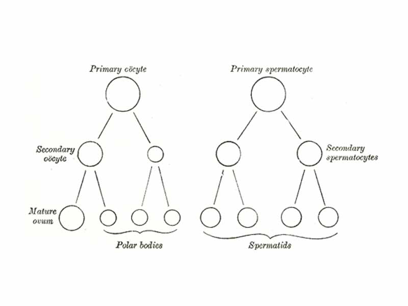 Scheme showing analogies in the process of maturation of the ovum and the development of the spermatids (young spermatozoa).