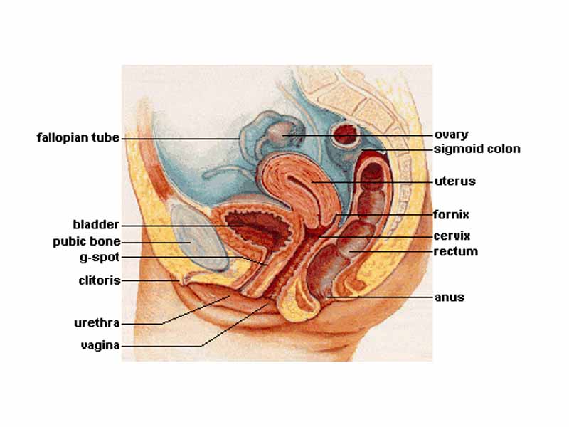 The human female's reproductive system.