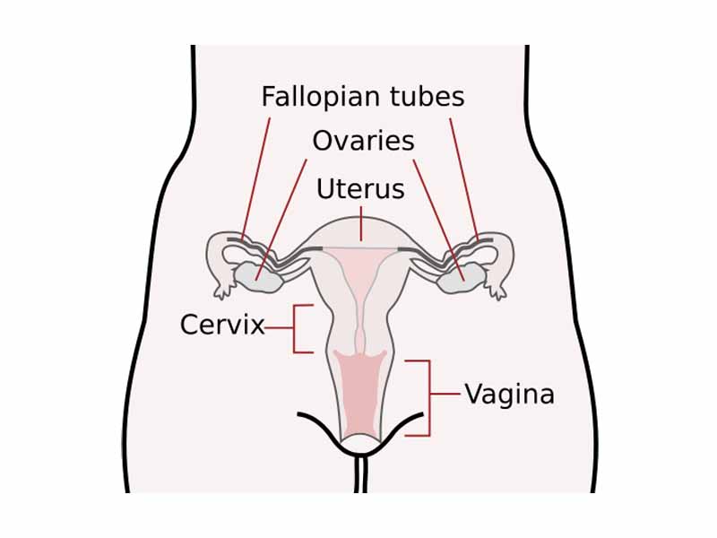 Schematic frontal view of female anatomy