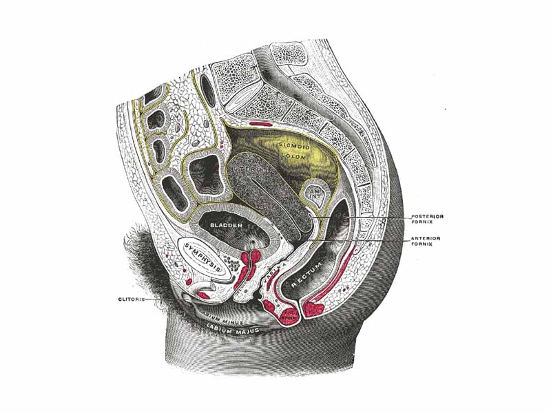 Sagittal section of the lower part of a female trunk, right segment.