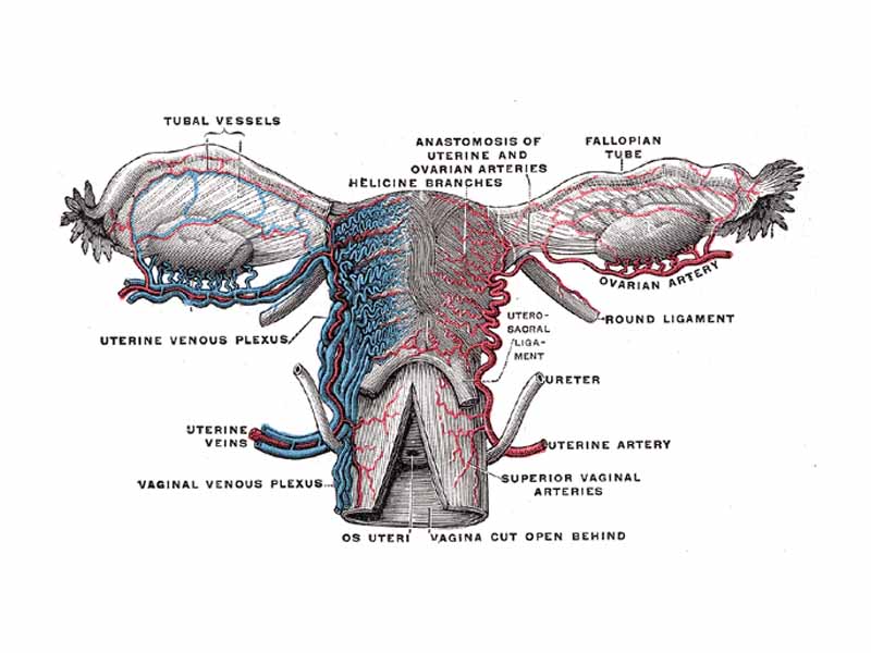 Vessels of the uterus and its appendages, rear view.