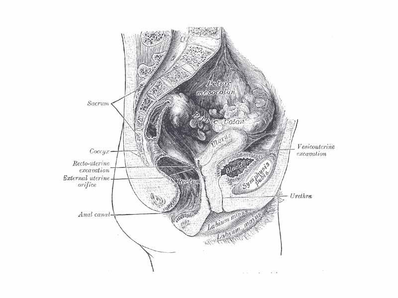 Median sagittal section of female pelvis.