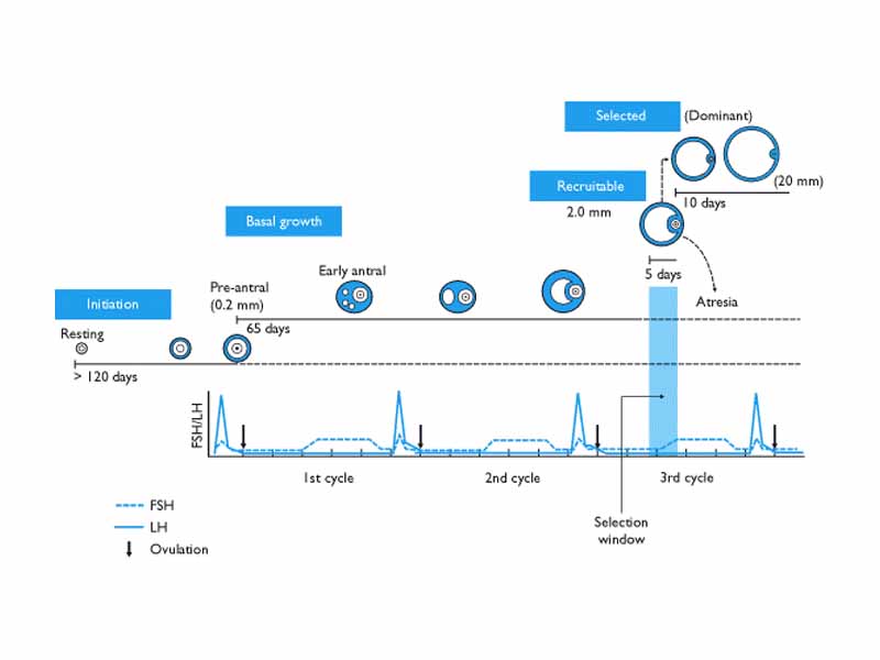 Diagram of folliculogenesis, starting from pre-antral (late secondary), courtesy NCBI