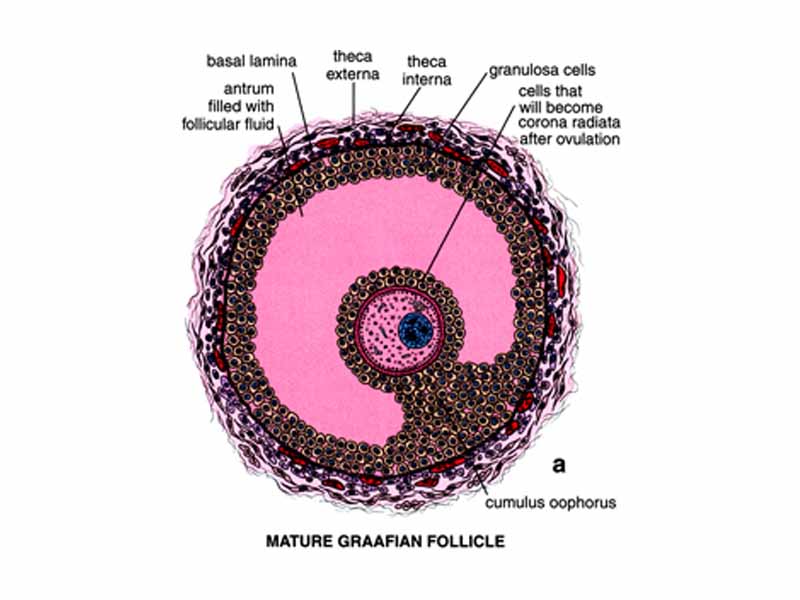 Histology of the preovulatory follicle