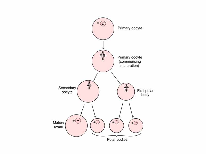 Diagram showing the reduction in number of the chromosomes in the process of maturation of the ovum.