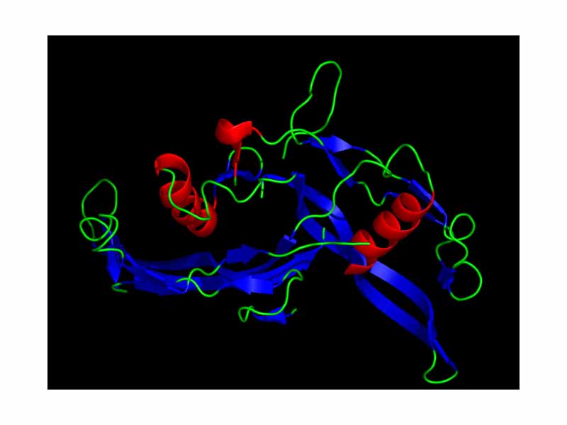 The Activin dimer