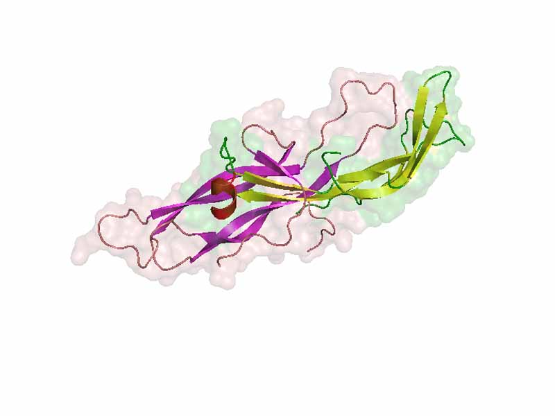 HCG polypeptide structure