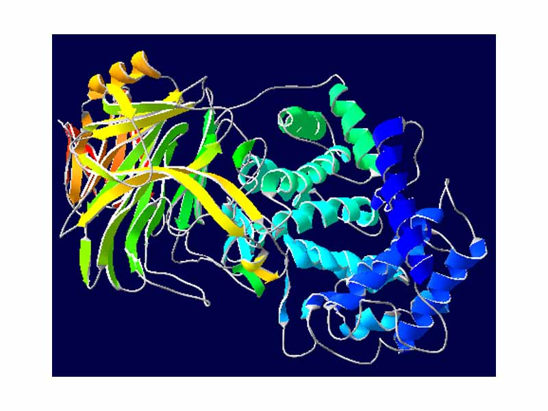 In most mammalian fertilization, hyaluronidase is released by the acrosome of the sperm cell after it has reached the oocyte, by digesting proteins in the zona pellucida, thus enabling conception.