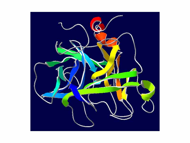 Acrosin is released from the acrosome of spermatozoa as a consequence of the acrosome reaction.