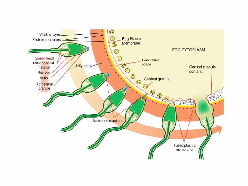 Acrosome reaction on a Sea Urchin cell