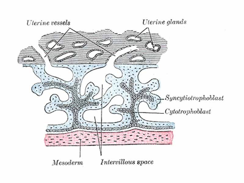 Primary chorionic villi. Diagrammatic.