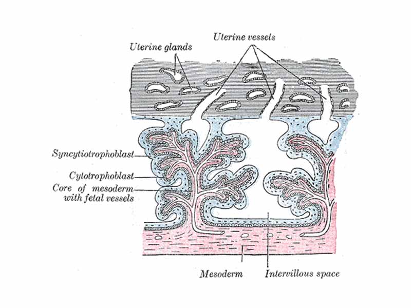 Secondary chorionic villi. Diagrammatic