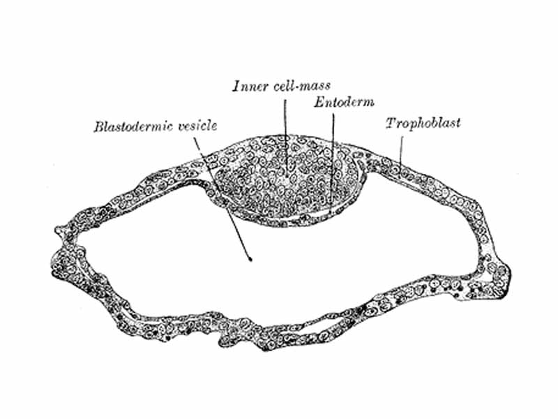 Blastodermic vesicle of Vespertilio murinus.