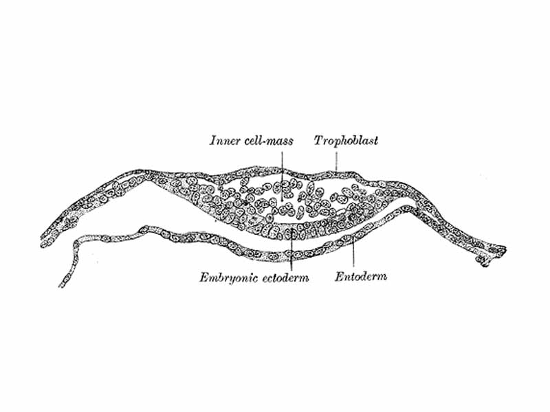 Section through embryonic disk of Vespertilio murinus.