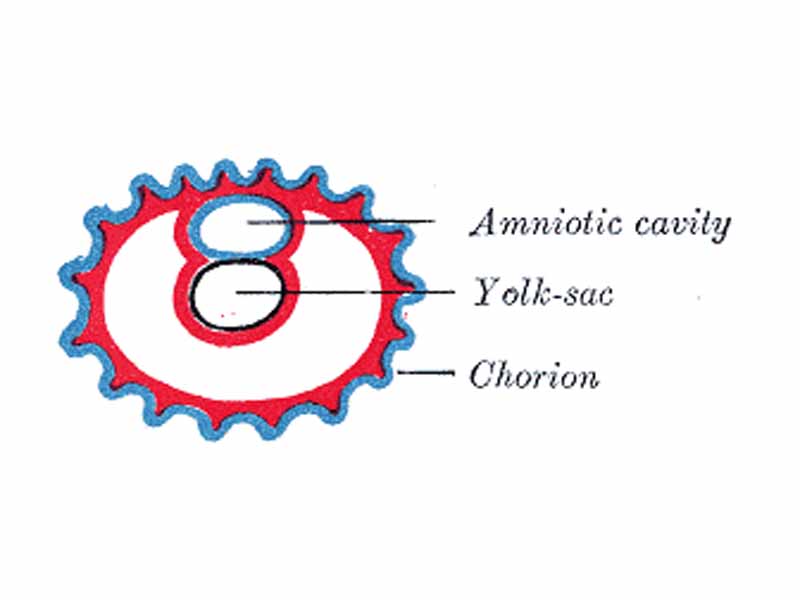 Diagram showing earliest observed stage of human embryo.