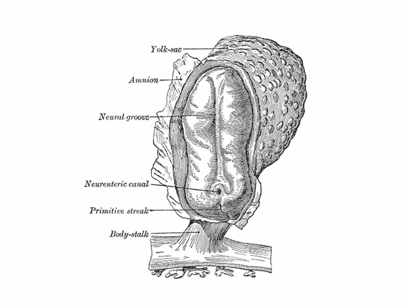 Human embryo—length, 2 mm. Dorsal view, with the amnion laid open. X 30.