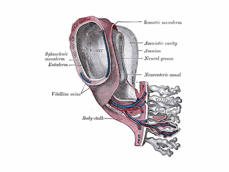 Model of human embryo 1.3 mm. long. (Villi of chorion labeled at lower right.)