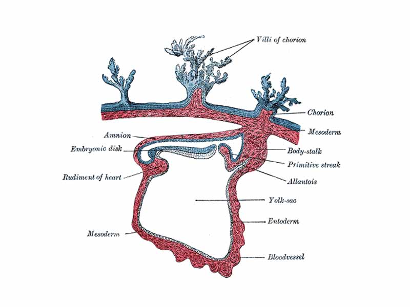 Section through the embryo.