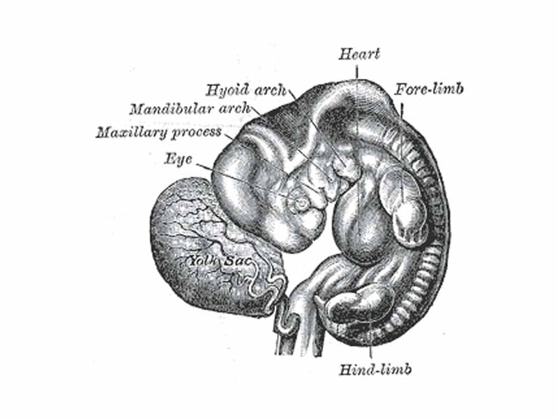 Human embryo from thirty-one to thirty-four days