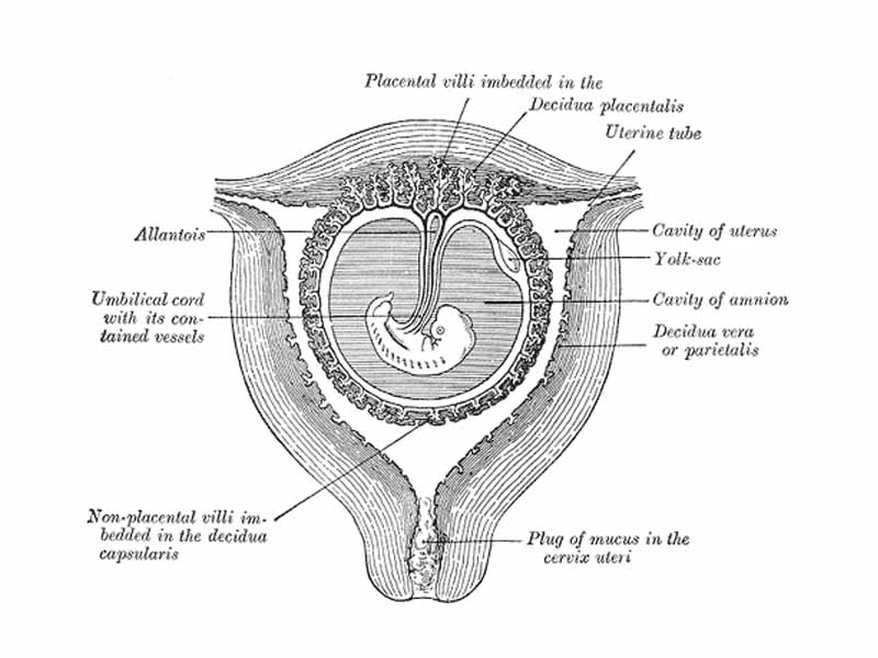 Sectional plan of the gravid uterus in the third and fourth month.