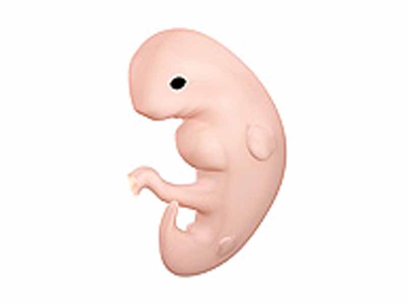 Embryo at 4 weeks after fertilization