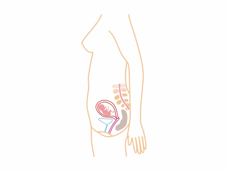 Relative size in 3rd Month (simplified illustration)