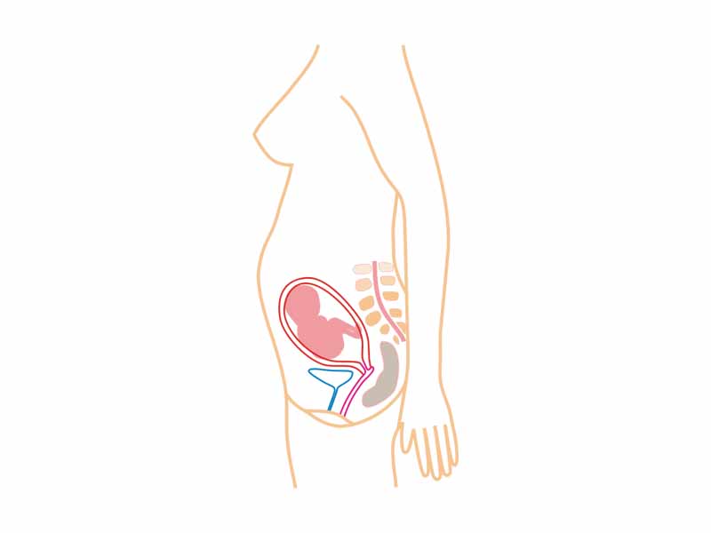 Relative size in 5th Month (simplified illustration)