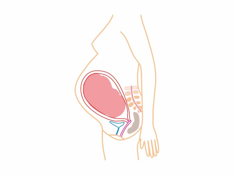 Relative size in 9th Month (simplified illustration