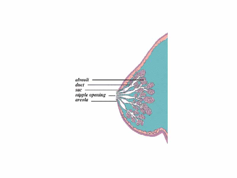 The Lactating Breast.  When the baby sucks, a hormone called oxytoxin starts the milk flowing from the alveoli, through the ducts (milk canals) into the sacs (milk pools) behind the areola and finally into the baby's mouth. 