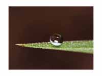 Water beading on a leaf.