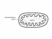 Charge distribution within a mitochon...