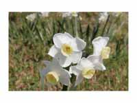 Jonquil flowers shot at a low apertur...