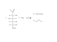 Oxidation of glucose.