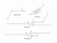 Some common lipids. At the top is ole...