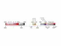 Summary of absorptions of bonds in or...