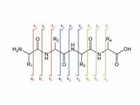 Peptide fragmentation notation using ...