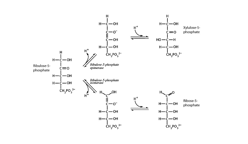 Ribulose-5-phosphate epimerase and is...