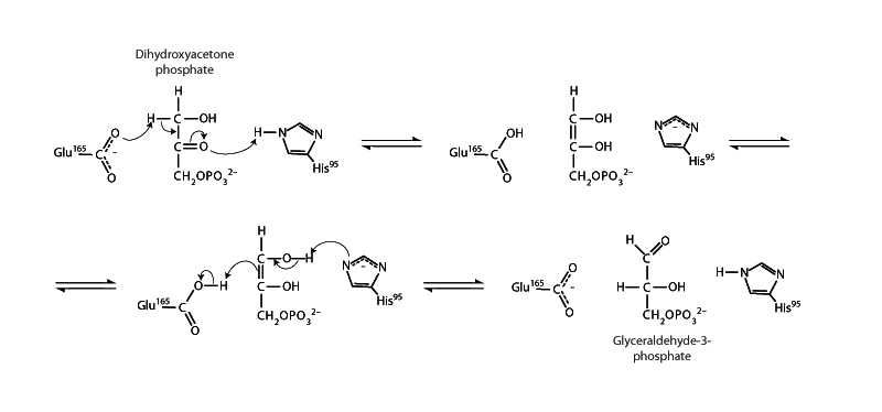 Triose phosphate isomerase