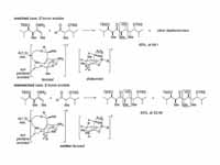 If both the enolate and the aldehyde ...