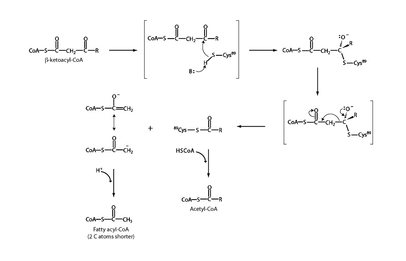 Beta ketoacyl thiolase
 