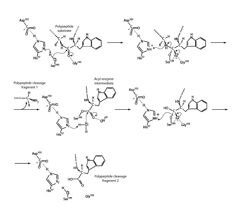 Chymotrypsin