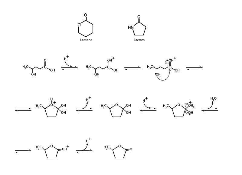 Lactones and lactams.
 