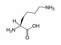 L-lysine