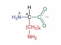 L-lysine - zwitterion