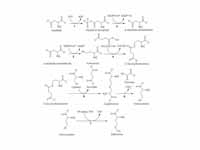 Methionine biosynthesis