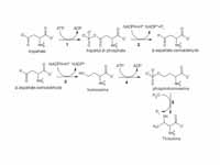 Threonine biosynthesis