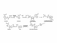 Tryptophan biosynthesis