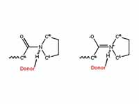 Donating an H-bond to the amide hydro...