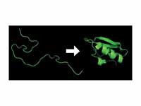 Protein folding