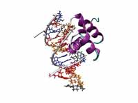 Example of homeodomain fold - The Ant...